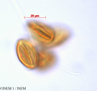 Billia columbiana - lame n° 29244